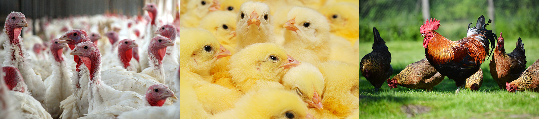 Avian Influenza HPAI NC DEQ